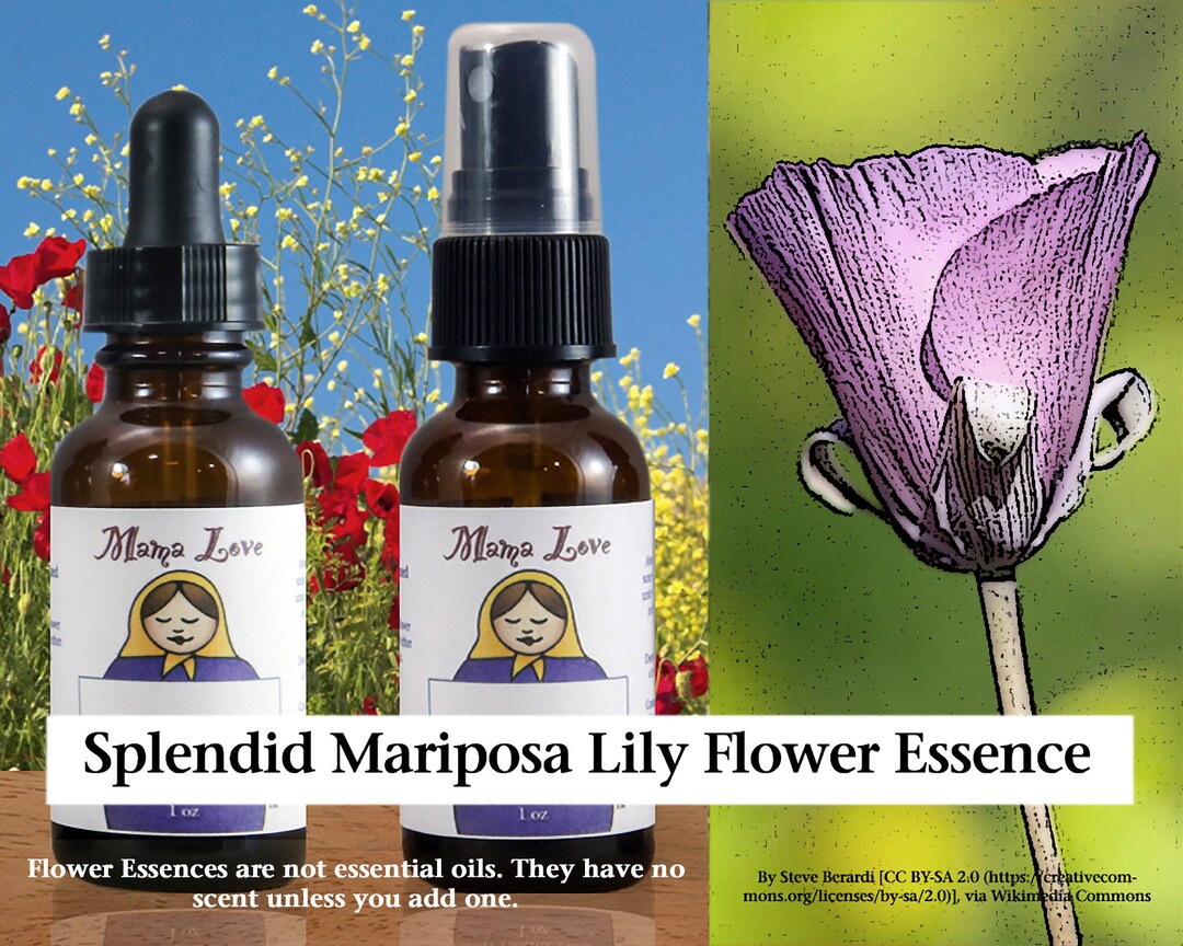 Organic Splendid Mariposa Lily Flower Essence, Dropper or Spray for Deep Mothering for