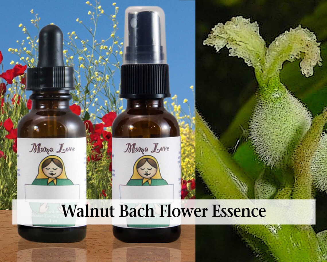 Walnut Flower Essence 1 or 2 Oz Dropper or Spray Selfcare Etsy