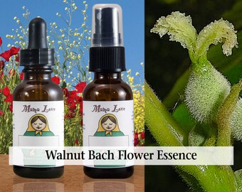 Organic Walnut Flower Essence, Dropper or Unscented Spray for Help Making Difficult Changes, Inner Protection