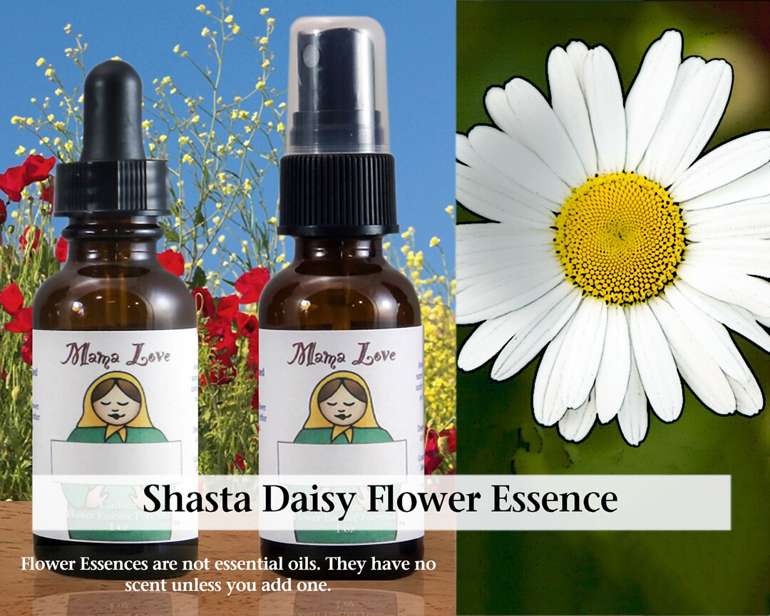 Organic Shasta Daisy Flower Essence Dropper or Unscented Etsy