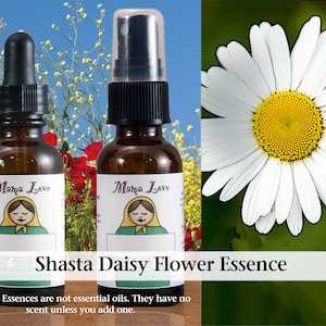 Shasta Daisy Flower Essence, Dropper or Unscented Spray Aura Mist for Holistic Consciousness, Synthesis of Ideas into a Whole