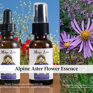 Alpine Aster Flower Essence, Dropper or Spray for Transcendent States of Consciousness, Addressing Fear of Death, Meditation