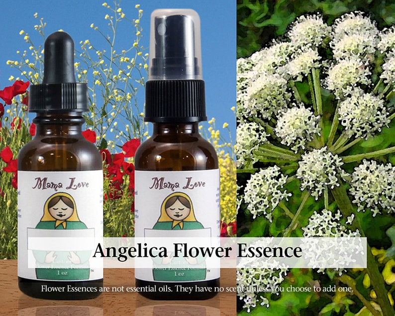 Angelica Flower Essence Dropper or Spray Aura Mist Selfcare Etsy