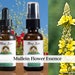 see more listings in the Single Flower Essences section