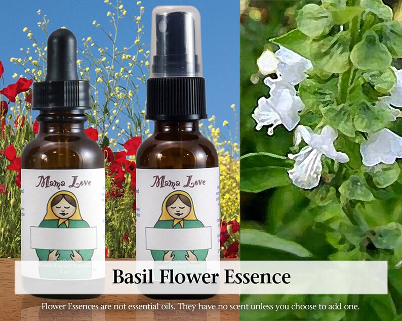 Organic Basil Flower Essence, Dropper or Spray for Integrating Sexuality with Spirituality, Healing Harmful Sexual Behavior and Addiction image 1