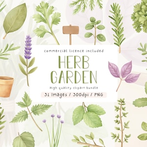Erbe acquerellate, raccolta di clipart, graziose clipart di erbe aromatiche, piante aromatiche, illustrazioni, uso commerciale, set di clipart, PNG, guida alle erbe aromatiche, giardino delle erbe aromatiche