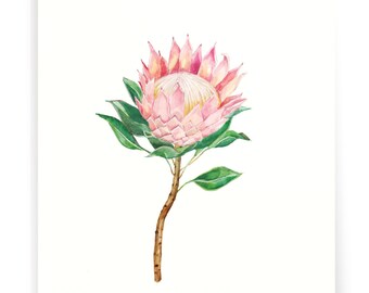Pink Protea Botanic Illustration Art Print - Illustrated Feel Good Wall Decor, Office, 8x10, Hand-painted, Home Decor, Housewarming Gift