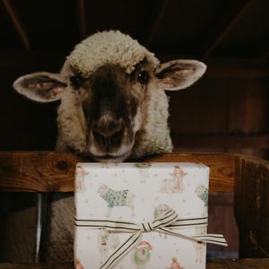 May include: A sheep looks over a wooden ledge at a wrapped gift. The gift is wrapped in white paper with a pattern of sheep wearing sweaters and Santa hats. A striped ribbon with a bow secures the package.