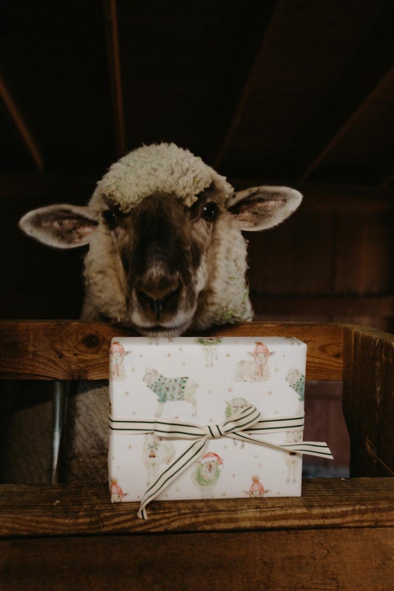 May include: A sheep looks over a wooden ledge at a wrapped gift. The gift is wrapped in white paper with a pattern of sheep wearing sweaters and Santa hats. A striped ribbon with a bow secures the package.