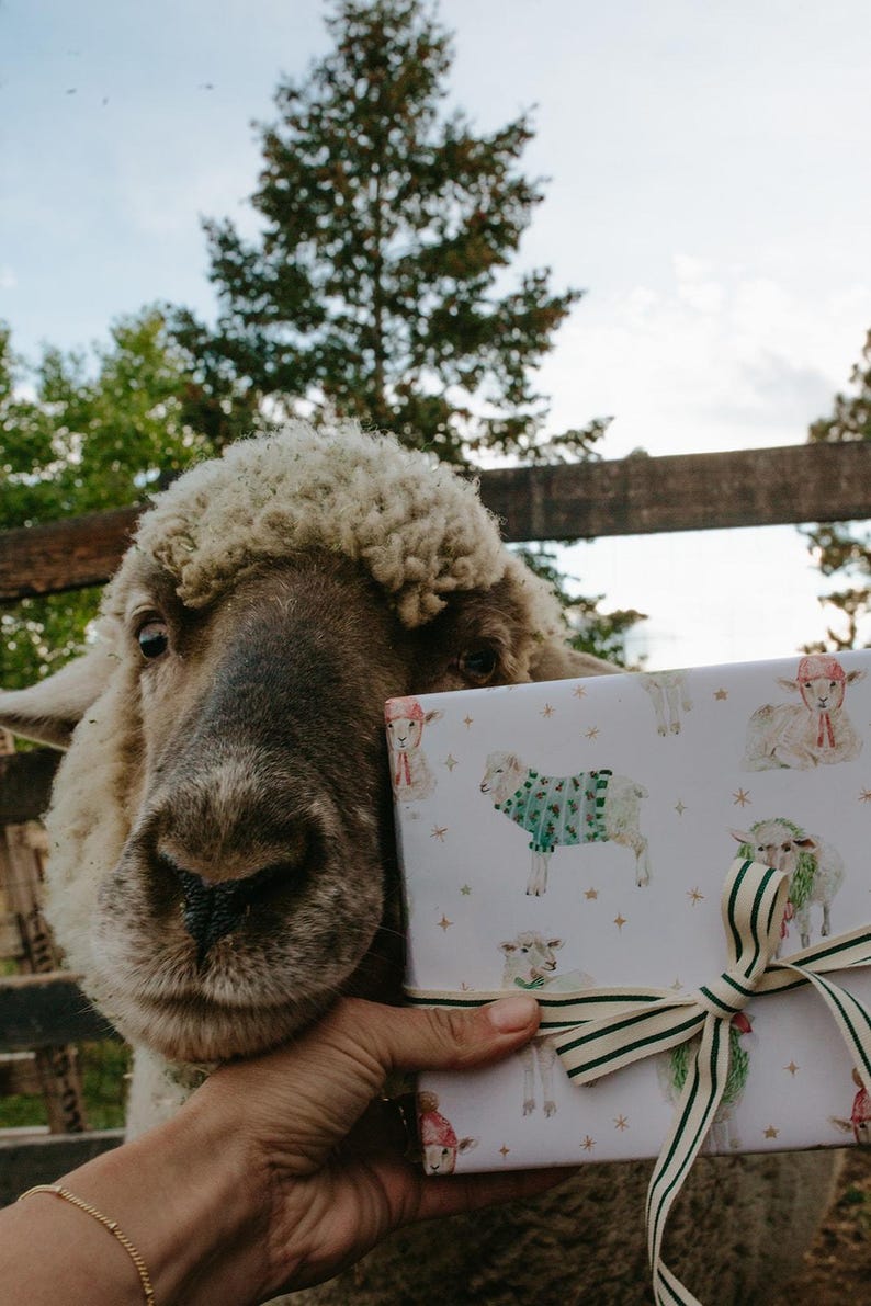 May include: A sheep looks towards the camera, with a gift box in the foreground. The gift box is wrapped in white paper with a pattern of sheep wearing sweaters and hats. A green and white striped ribbon adorns the box.