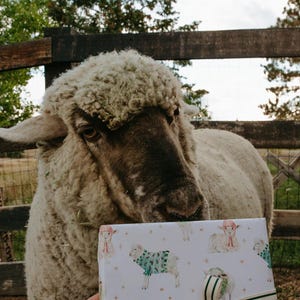 May include: A sheep stands near a wooden fence, looking at a gift box. The box is wrapped in white paper with a pattern of sheep wearing sweaters and hats. A green and white striped ribbon is tied around the box.