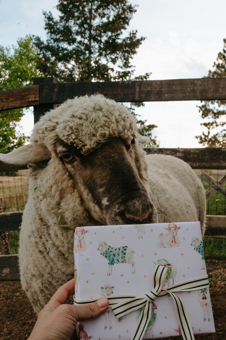 May include: A sheep stands near a wooden fence, looking at a gift box. The box is wrapped in white paper with a pattern of sheep wearing sweaters and hats. A green and white striped ribbon is tied around the box.