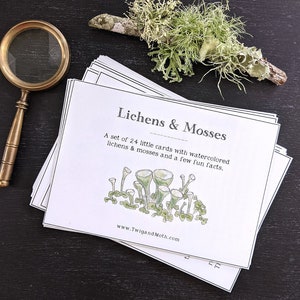 Cartões de aprendizagem sobre líquens e musgos - Montessori, educação domiciliar, estudo da natureza, digital - PDF para impressão