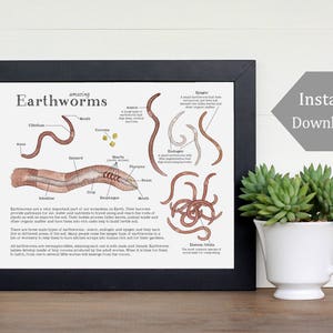 Earthworm Science Printable - Educational Art - 8.5 x 11 and A4 Sized Files - Earthworm Anatomy, Montessori, Science, Nature Study