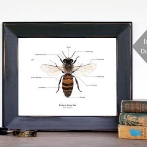 Montessori Art, Printable, Nature Art - A4 and 8x10 - Bee Anatomy, Montessori, Science, Bees, Insects, Nature Study, Entomology