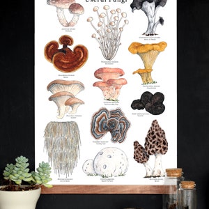 Useful Fungi 12 x 18 Poster - Forest, Woodlands, Nature Study, Montessori, Charlotte Mason, Educational, Mushrooms