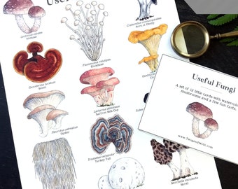 Useful Fungi Digital Bundle - Digital Print + Learning Cards  - Montessori, Homeschool, Charlotte Mason, Nature Study, Mushrooms