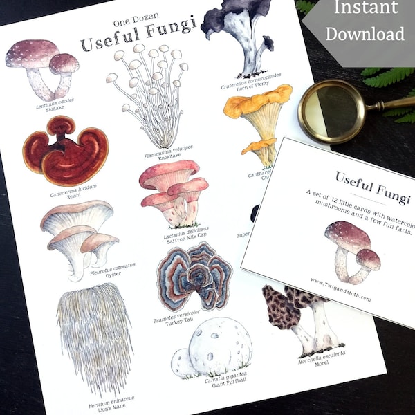 Useful Fungi Digital Bundle - Digital Print + Learning Cards  - Montessori, Homeschool, Charlotte Mason, Nature Study, Mushrooms