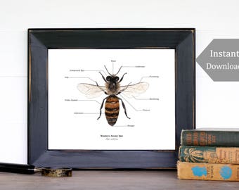Montessori Art, Printable, Nature Art - A4 and 8x10 - Bee Anatomy, Montessori, Science, Bees, Insects, Nature Study, Entomology