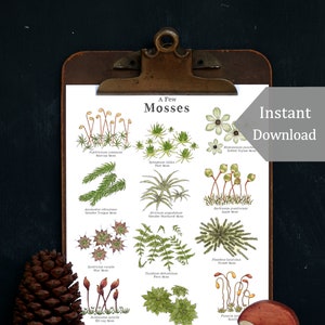 Lichens & Mosses - Educational Art Print- 8.5x11 and A4 Sized - Montessori, Charlotte Mason, Educational, Nature, Forest, Woodland