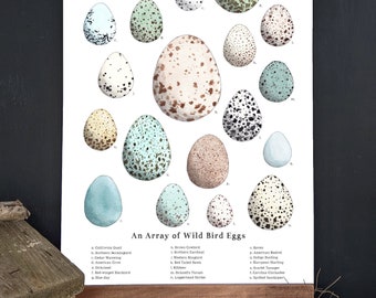 An Array of Wild Bird Eggs - Nature Collection - School Room Wall Art - 12 x 18 Poster - Montessori, Educational, Natural History