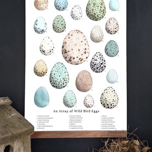 An Array of Wild Bird Eggs - Nature Collection - School Room Wall Art - 12 x 18 Poster - Montessori, Educational, Natural History