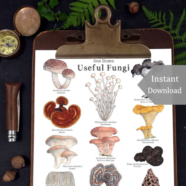 Useful Fungi - Educational Art Print - Mushrooms - 8.5x11 and A4 Sized - Montessori, Charlotte Mason, Educational, Nature, Forest