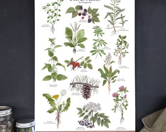 Useful Plants for Foraging - 12 x 18 Poster - Herbs, Wild Foods, Nature Study, Montessori, Charlotte Mason, Educational, Nature