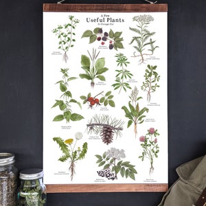 Useful Plants for Foraging - 12 x 18 Poster - Herbs, Wild Foods, Nature Study, Montessori, Charlotte Mason, Educational, Nature