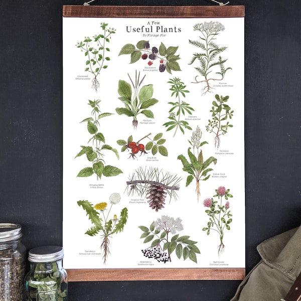Useful Plants for Foraging - 12 x 18 Poster - Herbs, Wild Foods, Nature Study, Montessori, Charlotte Mason, Educational, Nature