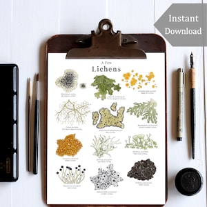 May include: A printable chart with illustrations of different types of lichens, including the names and common names of each lichen. The chart is titled "A Few Lichens".