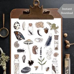 Puede incluir: Un gráfico blanco imprimible con ilustraciones de varios objetos naturales, como un huevo de pájaro, un ala de mariposa, una garra de cuervo, una cáscara de cigarra, un pequeño hongo gris, una pluma de arrendajo azul, polen de abeja, una rama de lavanda, alas de cigarra, una piedra de río, un diente de tiburón y un capullo de gusano de saco. El gráfico se titula "Tesoros reunidos".