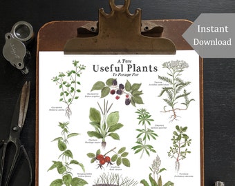 May include: A white printable chart with illustrations of various plants, including chickweed, blackberry, plantain, yarrow, clover, stinging nettle, dog rose, purslane, Virginia pine, yellow dock, elderberry, dandelion, and red clover. The chart has the title "A Few Useful Plants To Forage For".