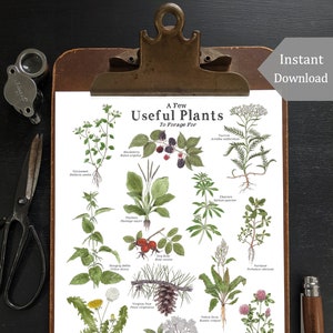Useful Plants for Foraging - 8.5x11 and A4 - Digital Watercolor Prints - Herbs, Wild Foods, Nature Study, Foraging Tools