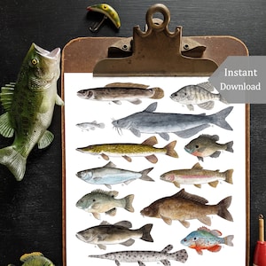 A Few Freshwater Fish Digital Print - 8.5 x 11 and A4