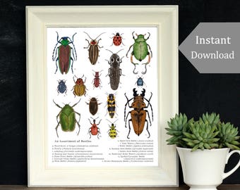 May include: An assortment of beetles, illustrated in a vintage style, with their scientific names and common names listed below each image. The beetles are depicted in various colors, including green, red, brown, black, and yellow.