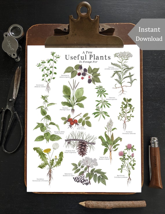 Useful Plants for Foraging - 8.5x11 and A4 - Digital Watercolor Prints - Herbs, Wild Foods, Nature Study, Foraging Tools