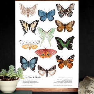 Butterflies and Moths 12 x 18 Poster - Entomology, Montessori, Educational, Natural History, Lepidoptera, Insects, Nature Study