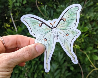 Luna Moth MAGNET - Actias luna