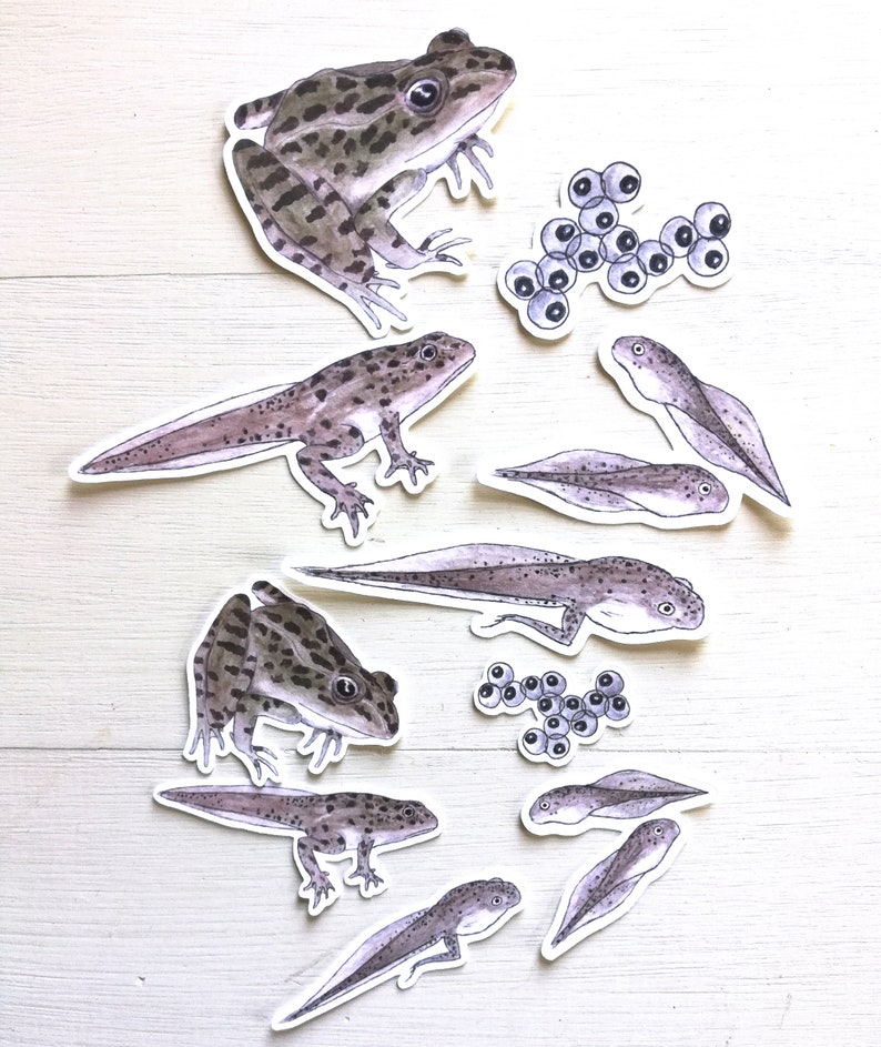 leopard-frog-life-cycle-stickers-etsy
