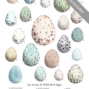 May include: An array of 15 watercolor illustrations of different bird eggs. Each egg is labeled with a letter and the corresponding bird species name is listed below the image. The bird species include California Quail, Northern Mockingbird, Cedar Waxwing, American Crow, Dickcissel, Red-winged Blackbird, Blue Jay, Brown Cowbird, Northern Cardinal, Western Kingbird, Red-tailed Hawk, Killdeer, Bicknell's Thrush, Loggerhead Shrike, Raven, American Kestrel, Indigo Bunting, European Starling, Scarlet Tanager, Carolina Chickadee, and Spotted Sandpiper.