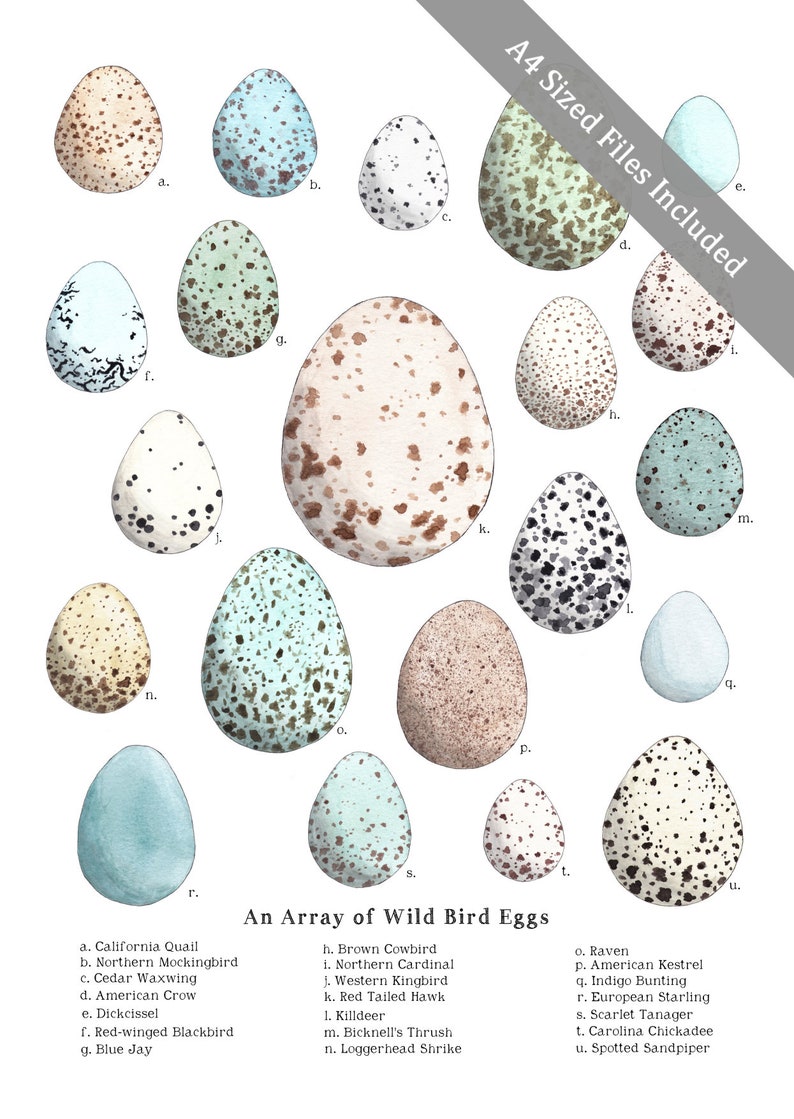 May include: An array of 15 watercolor illustrations of different bird eggs. Each egg is labeled with a letter and the corresponding bird species name is listed below the image. The bird species include California Quail, Northern Mockingbird, Cedar Waxwing, American Crow, Dickcissel, Red-winged Blackbird, Blue Jay, Brown Cowbird, Northern Cardinal, Western Kingbird, Red-tailed Hawk, Killdeer, Bicknell's Thrush, Loggerhead Shrike, Raven, American Kestrel, Indigo Bunting, European Starling, Scarlet Tanager, Carolina Chickadee, and Spotted Sandpiper.