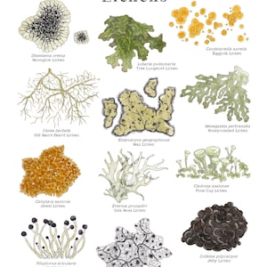 May include: A colorful illustration of 10 different types of lichens, each with a unique shape, color, and texture. The illustration includes the common name and scientific name of each lichen.