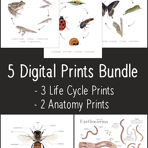 5 Sets -  Nature Art, Printable Life Cycle Prints + Anatomy Art Prints - 8 x 10 and A4 Size - Homeschool, Ladybug, Earthworm, Nature Study