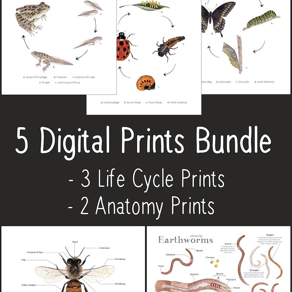 5 Sets -  Nature Art, Printable Life Cycle Prints + Anatomy Art Prints - 8 x 10 and A4 Size - Homeschool, Ladybug, Earthworm, Nature Study