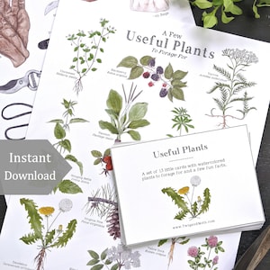 Useful Plants Digital Bundle - Digital Print + Learning Cards - Foraging, Science, Nature Study, Wild Edibles