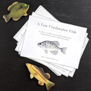 Cartes d'apprentissage sur les poissons d'eau douce (d'Amérique du Nord) - numérique, Montessori, école à la maison, étude de la nature Charlotte Mason, pêche