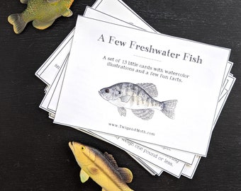 Freshwater Fish (From North America) Learning Cards - Digital, Montessori, Homeschool, Charlotte Mason Nature Study, Fishing