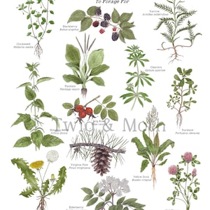 K&ouml;nnte beinhalten: Eine Aquarellillustration von 14 verschiedenen Pflanzen mit ihren gebr&auml;uchlichen und wissenschaftlichen Namen. Die Pflanzen sind in einem Kreis angeordnet, mit dem Titel "A Few Useful Plants To Forage For" oben.