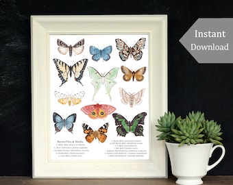 Digitale print - afdrukbare kunst - A4 en 8 x 10 - vlinders en motten, Montessori, wetenschap, insecten, natuurstudie, entomologie